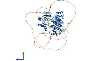 Protein Structure (PS) image for DEAD (Asp-Glu-Ala-Asp) Box Polypeptide 17 (DDX17) (AA 1-729) protein (His tag) (ABIN7553639)