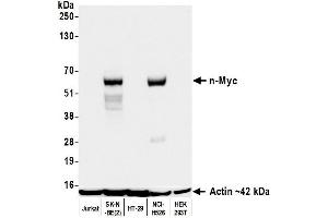 Western Blotting (WB) image for anti-N-Myc Proto-Oncogene Protein (MYCN) (AA 100-150) antibody (ABIN7795786)