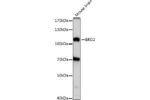 Western blot analysis of extracts of mouse brian, using BRD2 antibody (ABIN7265939) at 1:1000 dilution. (BRD2 Antikörper  (AA 1-100))