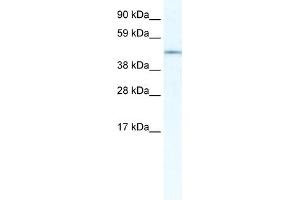 WB Suggested Anti-IRX3 Antibody Titration:  5. (IRX3 Antikörper  (N-Term))