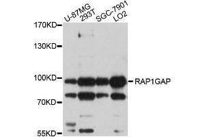 Western blot analysis of extracts of various cells, using RAP1GAP antibody. (RAP1GAP Antikörper)