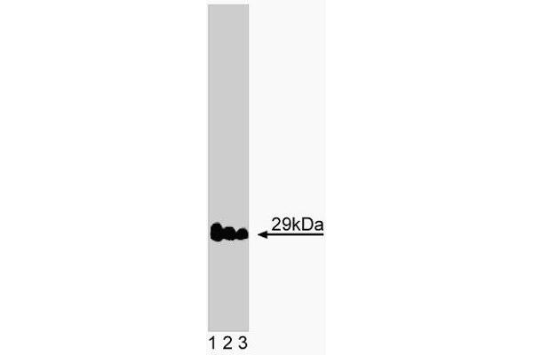 VTI1A Antikörper  (AA 114-217)