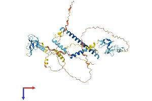 KANSL2 Protein (AA 1-492) (His tag)