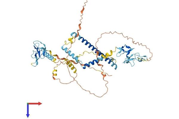 KANSL2 Protein (AA 1-492) (His tag)