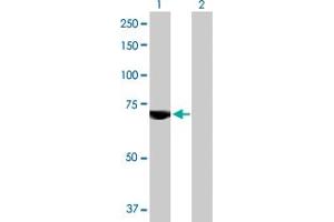Western Blot analysis of USP2 expression in transfected 293T cell line by USP2 MaxPab polyclonal antibody. (USP2 Antikörper  (AA 1-605))
