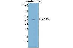 Western blot analysis of the recombinant protein. (PCDHb2 Antikörper  (AA 54-291))
