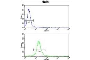 TUFM Antibody (N-term) (ABIN389459 and ABIN2839526) flow cytometry analysis of Hela cells (bottom histogram) compared to a negative control cell (top histogram).