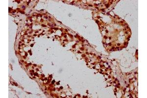 IHC image of ABIN7145662 diluted at 1:200 and staining in paraffin-embedded human testis tissue performed on a Leica BondTM system. (BOLA2 Antikörper  (AA 1-86))