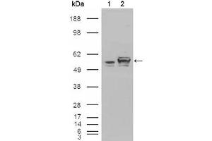 Western blot analysis using Calreticulin mouse mAb against HEK293T cells transfected with the pCMV6-ENTRY control (1) and pCMV6-ENTRY Calreticulin cDNA (2). (Calreticulin Antikörper)