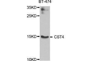 Western blot analysis of extract of various cells, using CST4 antibody. (CST4 Antikörper)