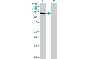 Western Blot analysis of TFCP2 expression in transfected 293T cell line by TFCP2 MaxPab polyclonal antibody. (TFCP2 Antikörper  (AA 1-502))