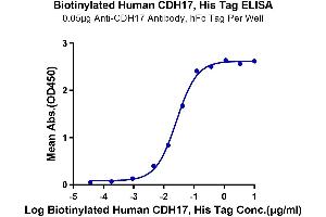 Immobilized Anti-CDH17 Antibody at 0. (LI Cadherin Protein (AA 23-787) (His-Avi Tag,Biotin))