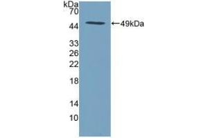 Figure. (SPINT2 Antikörper  (AA 28-197))