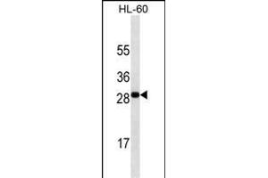 TNFSF4 antibody ABIN658920 western blot analysis in HL-60 cell line lysates (35 μg/lane). (TNFSF4 Antikörper  (AA 97-125))