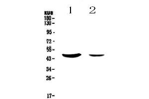 Western blot analysis of MUC7 using anti-MUC7 antibody . (MUC7 Antikörper)