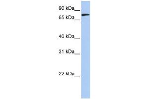 WB Suggested Anti-MFN2 Antibody Titration:  0. (MFN2 Antikörper  (N-Term))