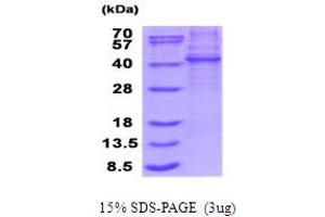 SDS-PAGE (SDS) image for Kelch Domain Containing 8B (KLHDC8B) (AA 1-354) protein (His tag) (ABIN5853945) (KLHDC8B Protein (AA 1-354) (His tag))