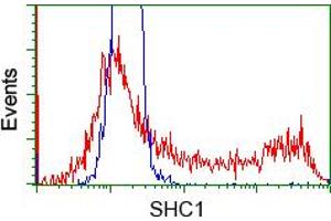 HEK293T cells transfected with either pCMV6-ENTRY SHC1 (RC204362) (Red) or empty vector control plasmid (Blue) were immunostained with anti-SHC1 mouse monoclonal (ABIN2453640), and then analyzed by flow cytometry. (SHC1 Antikörper)