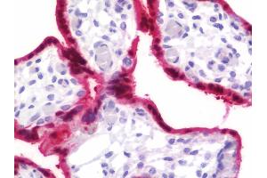 Anti-BPGM antibody IHC staining of human placenta. (BPGM Antikörper  (AA 1-246))