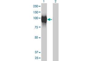 Western Blot analysis of GALNT6 expression in transfected 293T cell line by GALNT6 monoclonal antibody (M01), clone 4C10. (GALNT6 Antikörper  (AA 523-622))