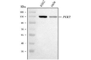 Western blot analysis of PER2 using anti-PER2 antibody (ABIN3043602).