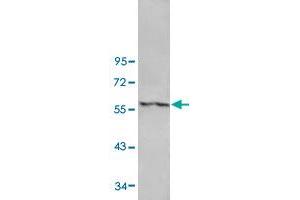 Western blot analysis of human fetal lung tissue lysate with ANGPT4 polyclonal antibody  at 1:500 dilution.