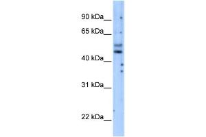 PIK3R3 antibody used at 5 ug/ml to detect target protein.