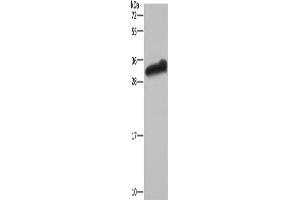 Western Blotting (WB) image for anti-Glutathione S-Transferase alpha 3 (GSTA3) antibody (ABIN2430213) (GSTA3 Antikörper)