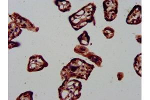 IHC image of ABIN7150492 diluted at 1:1000 and staining in paraffin-embedded human placenta tissue performed on a Leica BondTM system. (DNAJA1 Antikörper  (AA 8-106))