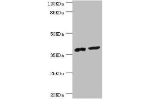 Western blot All lanes: DEDD antibody at 0. (DEDD Antikörper  (AA 1-318))