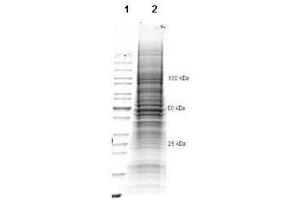 Western Blotting (WB) image for CHO/K1 Whole Cell Lysate (ABIN964019)
