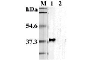 Western blot analysis using anti-TIM-3 (mouse), mAb (TI 339H)  at 1:5'000 dilution. (TIM3 Antikörper)