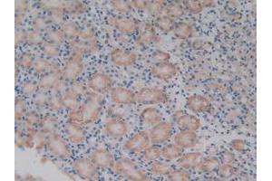 IHC-P analysis of Mouse Kidney Tissue, with DAB staining. (PDHX Antikörper  (AA 222-471))