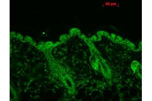 Immunohistochemistry analysis using Mouse Anti-Hsp90 Monoclonal Antibody, Clone 4F3. (HSP90 Antikörper  (Atto 594))