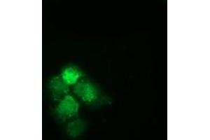 Anti-HSPA6 mouse monoclonal antibody (ABIN2453154) immunofluorescent staining of COS7 cells transiently transfected by pCMV6-ENTRY HSPA6 (RC207795). (HSPA6 Antikörper)