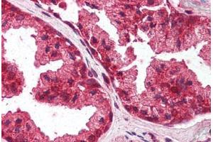 Human Prostate (formalin-fixed, paraffin-embedded) stained with PLEKHA8 antibody ABIN337060 at 2. (PLEKHA8 Antikörper  (AA 428-440))