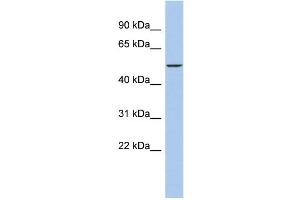 WB Suggested Anti-DALRD3 Antibody Titration: 0.