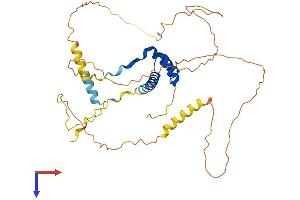 NK2 Homeobox 3 Protein (NKX2-3) (AA 1-364) (His tag)