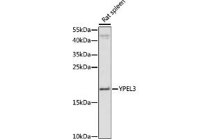 Western blot analysis of extracts of rat spleen, using YPEL3 antibody (ABIN7271421) at 1:1000 dilution. (YPEL3 Antikörper  (AA 1-119))