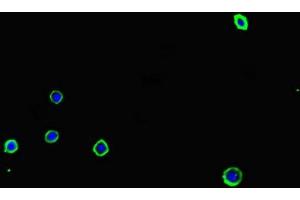 Immunofluorescent analysis of MCF-7 cells using ABIN7143303 at dilution of 1:100 and Alexa Fluor 488-congugated AffiniPure Goat Anti-Rabbit IgG(H+L) (Adenosine A2a Receptor Antikörper  (AA 291-412))