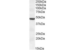 Image no. 1 for anti-Transmembrane Protease, serine 4 (TMPRSS4) (AA 245-257), (Internal Region) antibody (ABIN375124) (TMPRSS4 Antikörper  (Internal Region))
