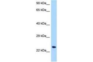 Image no. 1 for anti-Osteoclast Associated Receptor (OSCAR) (C-Term) antibody (ABIN6748008) (OSCAR Antikörper  (C-Term))