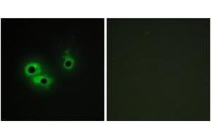 Immunofluorescence analysis of COS7 cells, using AGR3 Antibody.