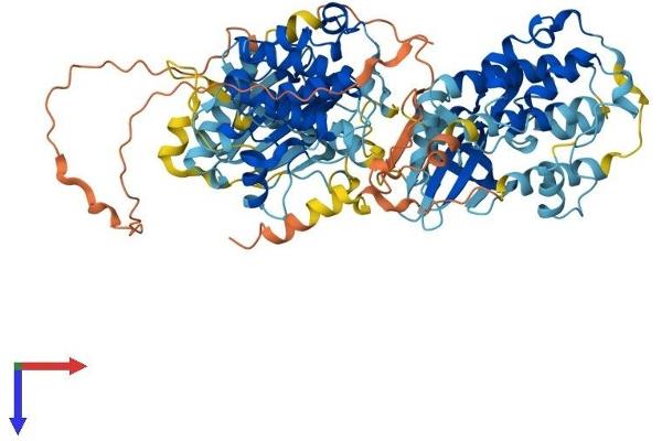 RPS6KA6 Protein (AA 1-745) (His tag)