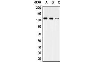 Western blot analysis of USP35 expression in HEK293T (A), Raw264. (USP35 Antikörper  (Center))
