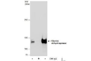 IP Image Immunoprecipitation of Glycine dehydrogenase protein from HepG2 whole cell extracts using 5 μg of Glycine dehydrogenase antibody [N3C2-2], Internal, Western blot analysis was performed using Glycine dehydrogenase antibody [N3C2-2], Internal, EasyBlot anti-Rabbit IgG  was used as a secondary reagent. (GLDC Antikörper)