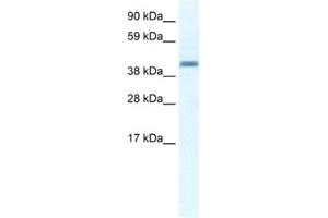 Western Blotting (WB) image for anti-Annexin A7 (ANXA7) antibody (ABIN2461376) (Annexin VII Antikörper)