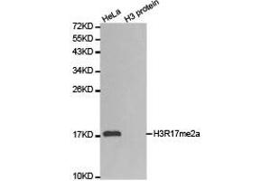 Western blot analysis of extracts of HeLa cell line and H3 protein expressed in E. (Histone 3 Antikörper  (H3R17me2a))