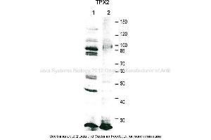 Application: Western blotting  Species + Tissue/Cell type: HeLa cell extract 20000 cells/lane, Xenopus laevis egg extract 0. (TPX2 Antikörper  (C-Term))