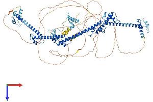 PRPF40A Protein (AA 1-953) (His tag)
